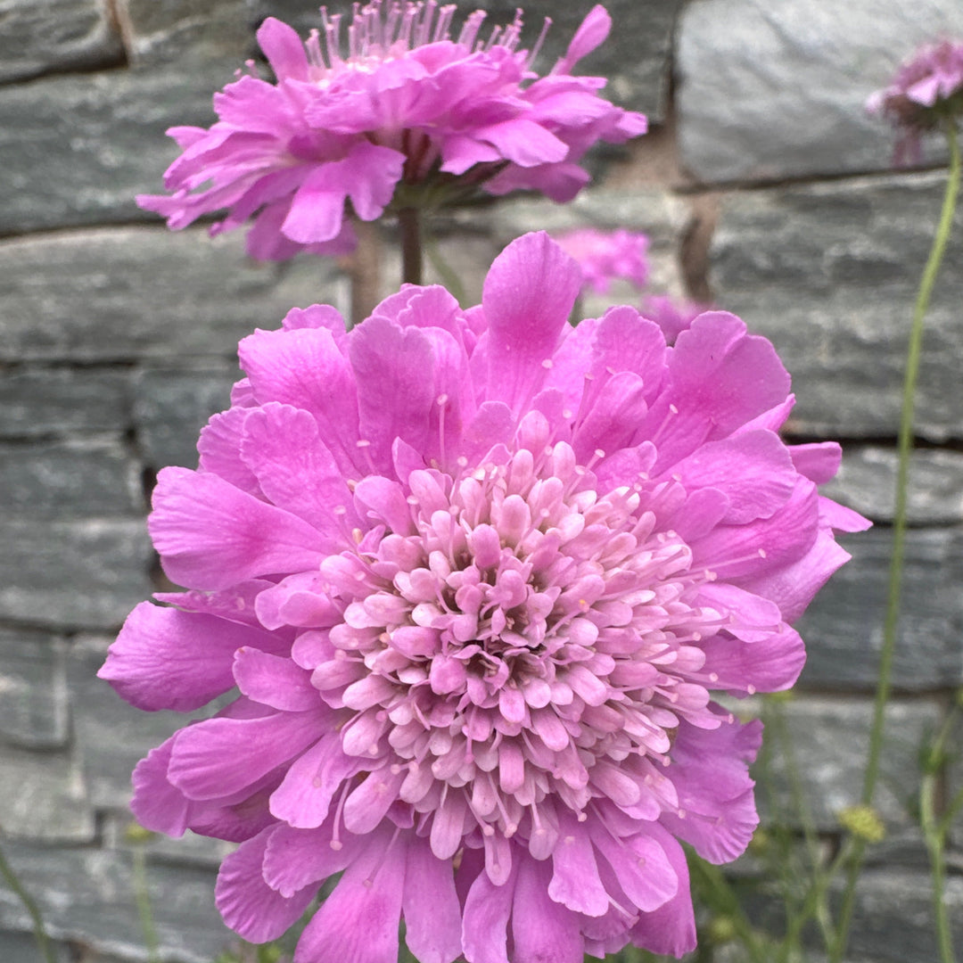 SCABIOSA incisa Kudo Pink