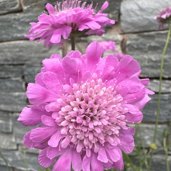 SCABIOSA incisa Kudo Pink