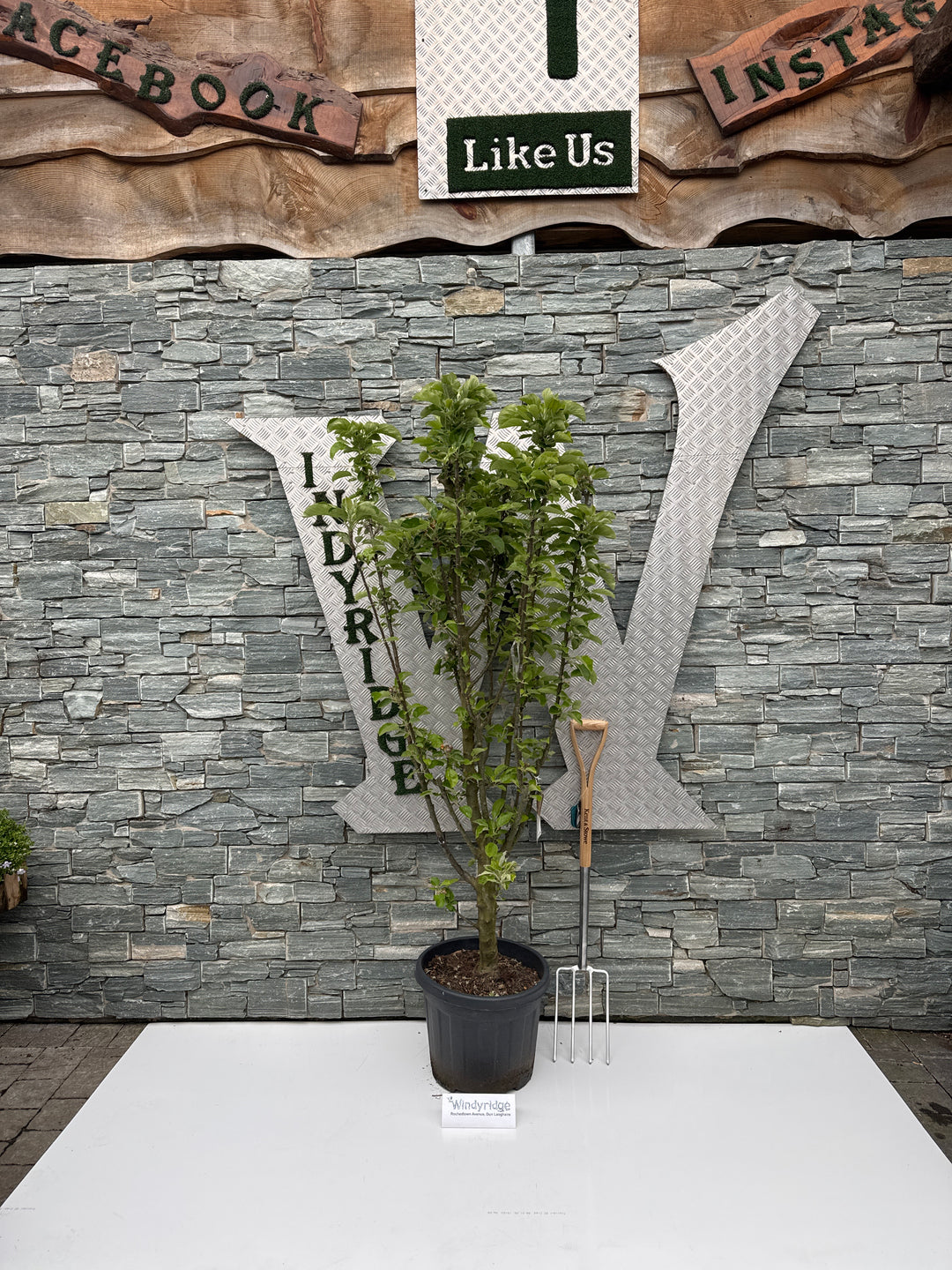 Malus d. Bolero C35 HS 8/10 Feathered