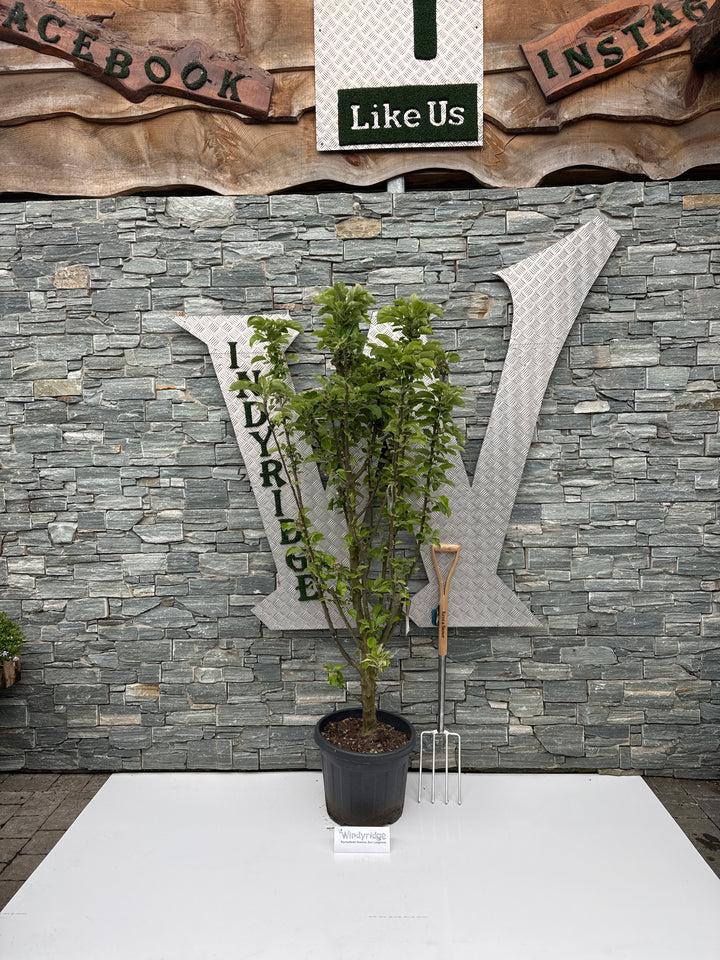 Malus d. Bolero C35 HS 8/10 Feathered
