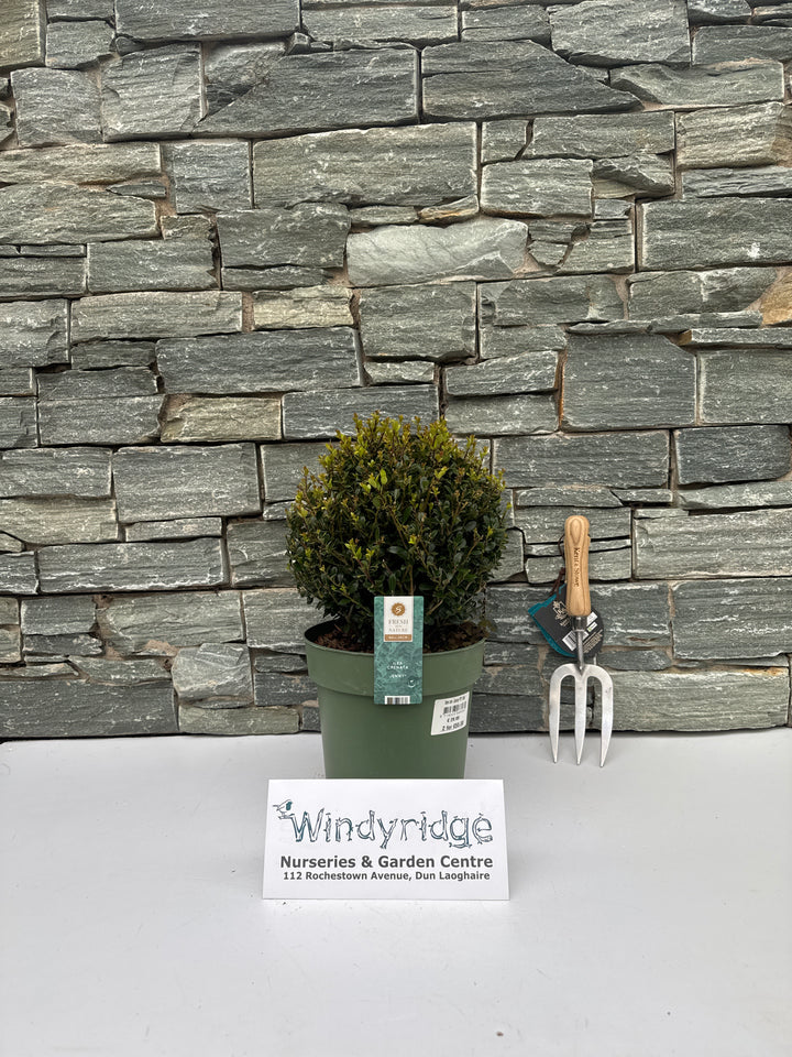 Ilex crenata Jenny 25 CM BALL C4