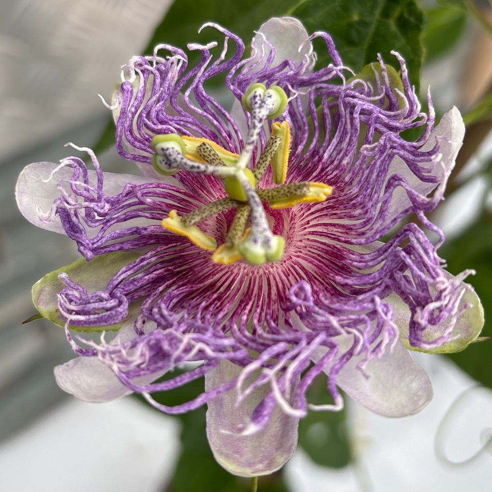 Passiflora I. Eia Popeia - Climbers - Windyridge Garden Centre