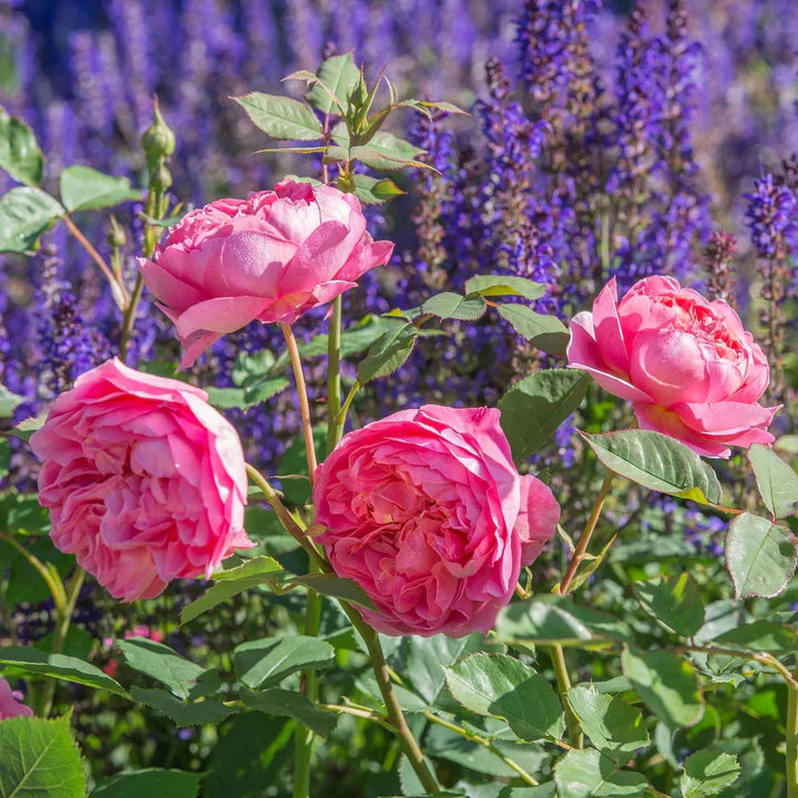 David-Austin-Rosa-Boscobel-Flower-2