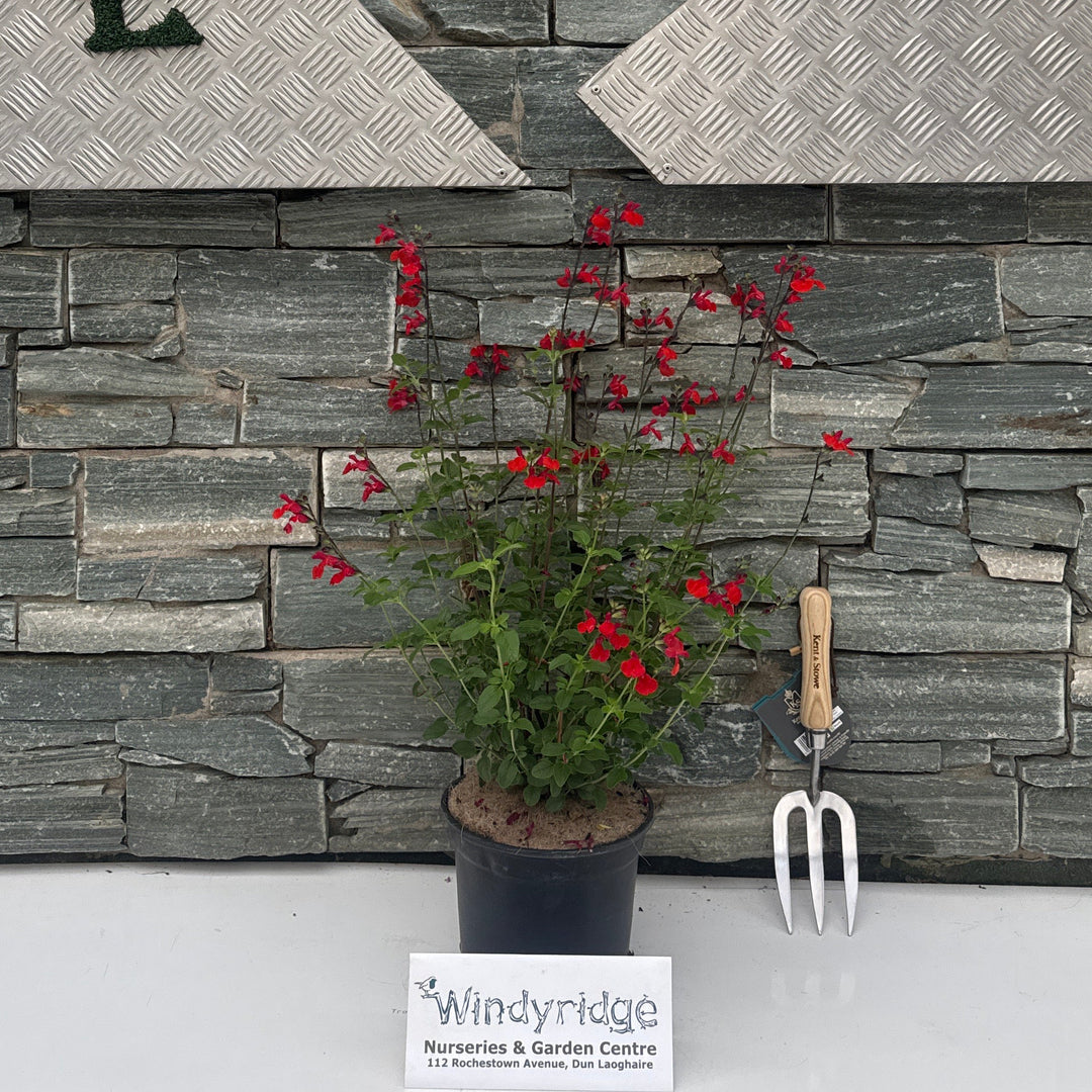 SALVIA 'Royal Bumble' 3L