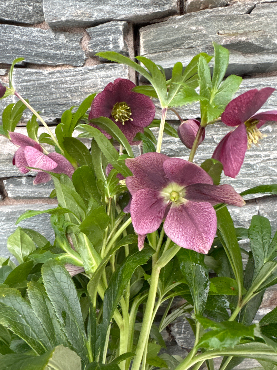 Helleborus Viv Victoria 17 CM