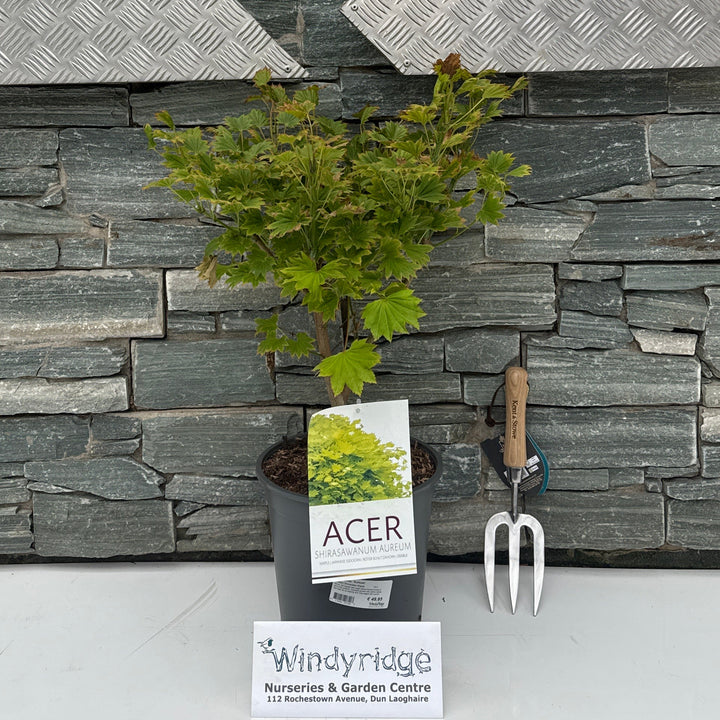 Acer shirasawanum Aureum  C6.5