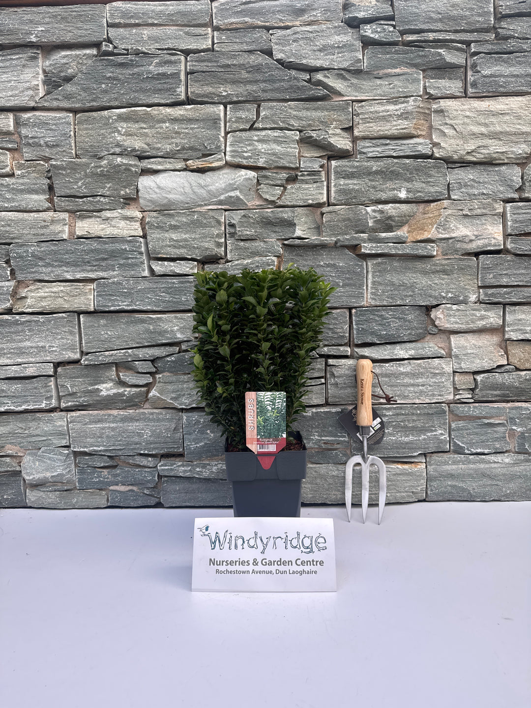 Euonymus jap. Green Spire  2L, square pot