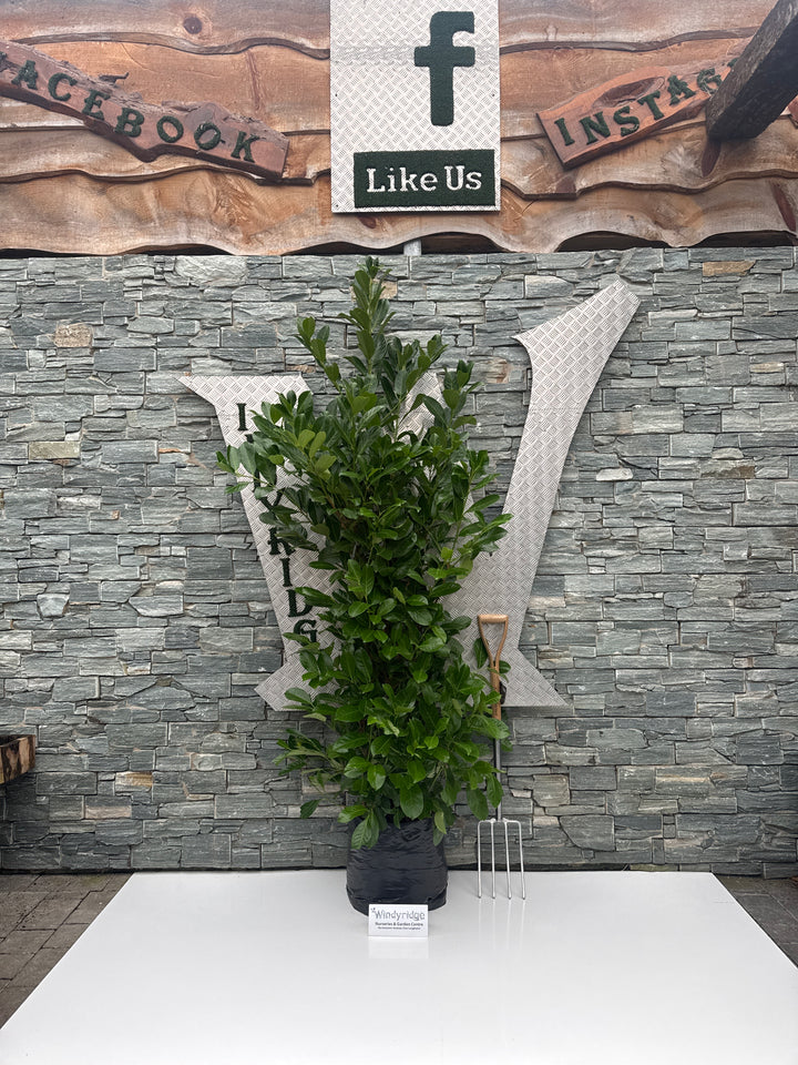 Prunus laurocerasus Rotundifolia