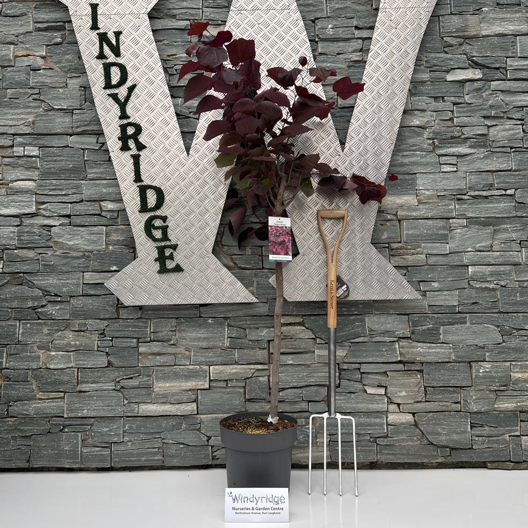 Cercis mix  100 CM STEM C12