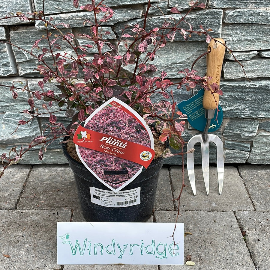 Berberis Roseglow 3Lt - Shrubs - Windyridge Garden Centre