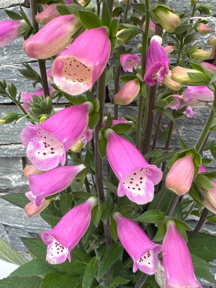 DIGITALIS Lucas Pink