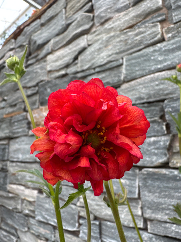 GEUM 'Firestarter' 3L