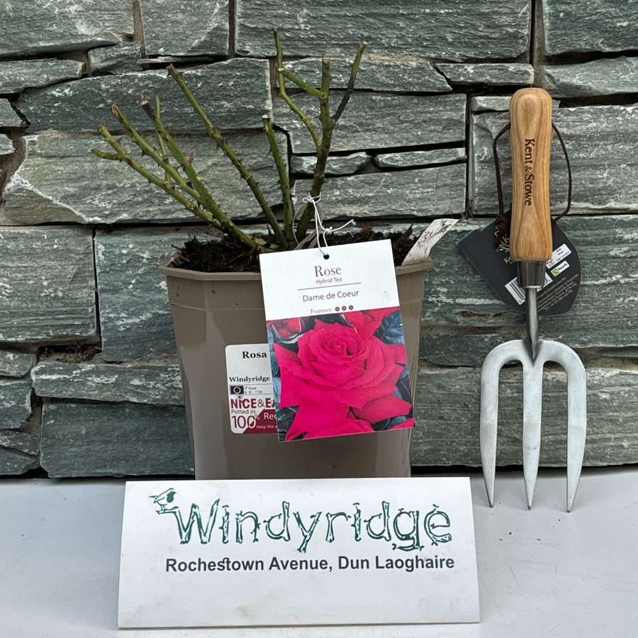Rosa Dame De Coeur - Roses - Windyridge Garden Centre