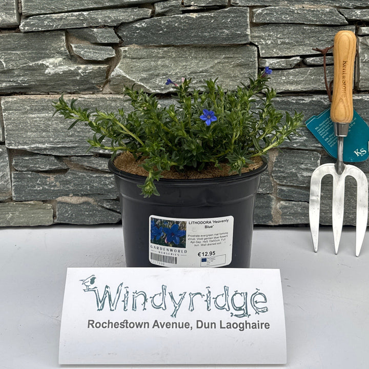 Lithodora 'Heavenly Blue' - Shrubs - Windyridge Garden Centre