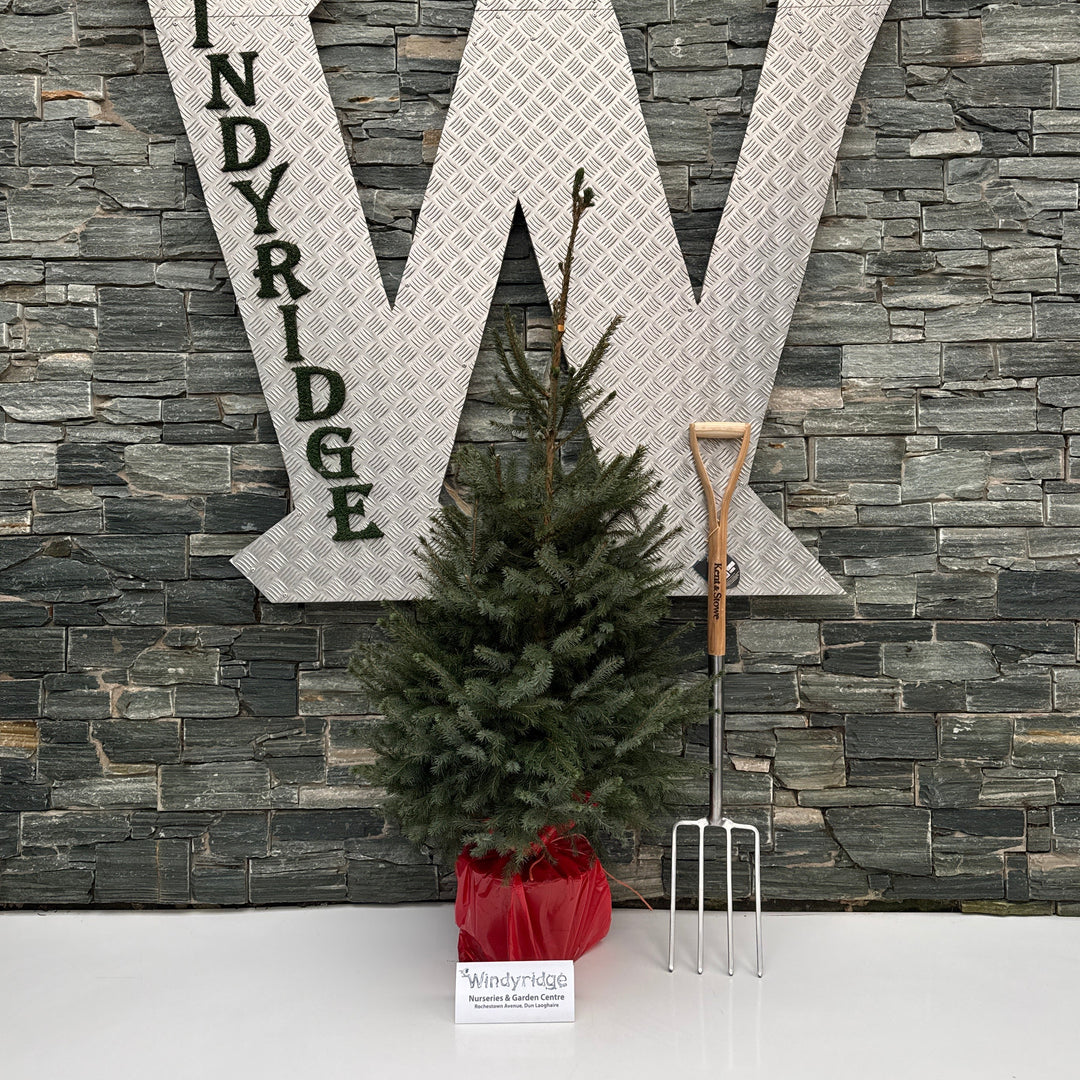 Picea Omorika Potted