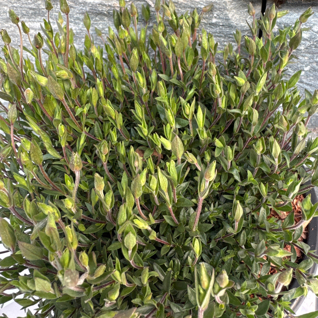 ARENARIA montana Mount Blanc