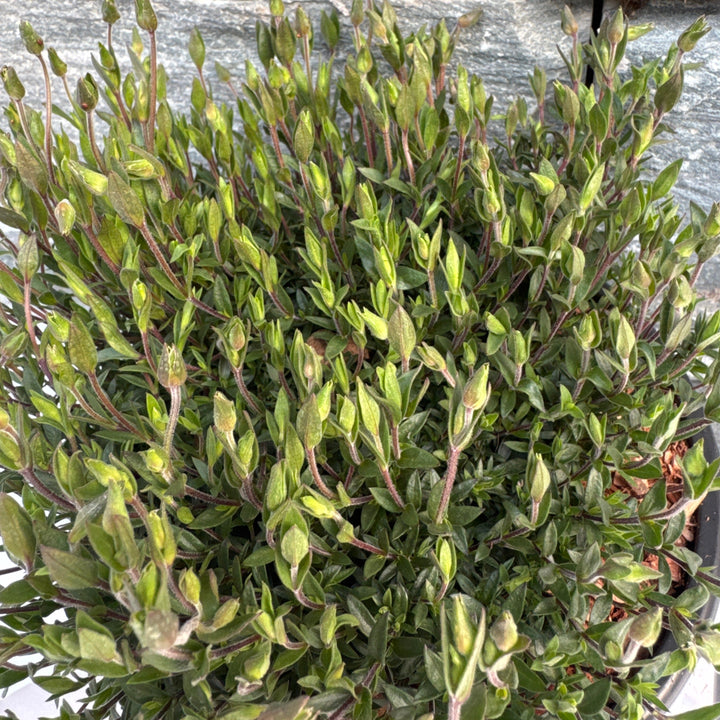ARENARIA montana Mount Blanc