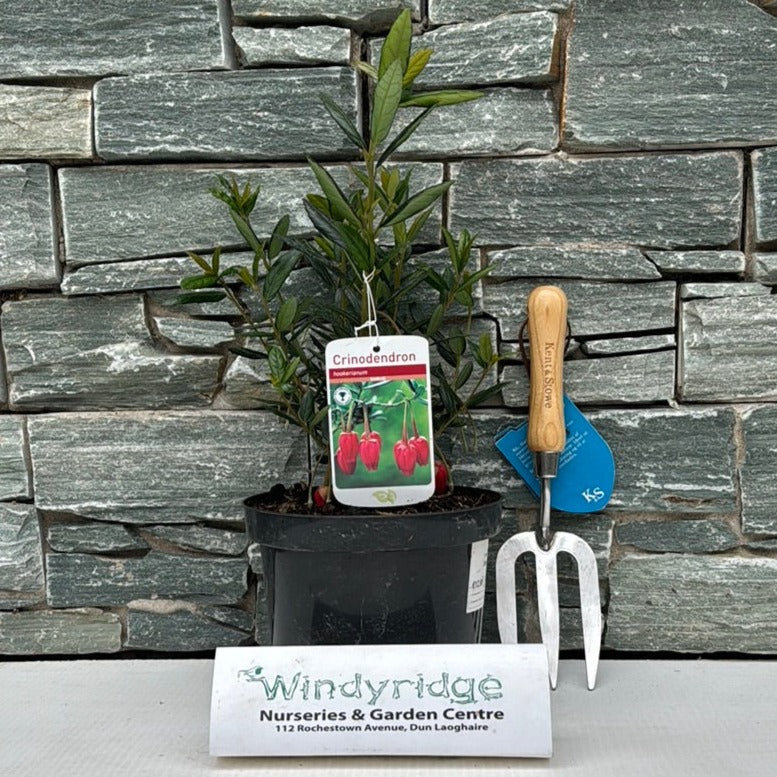 Crinodendron Hookerianum - Shrubs - Windyridge Garden Centre
