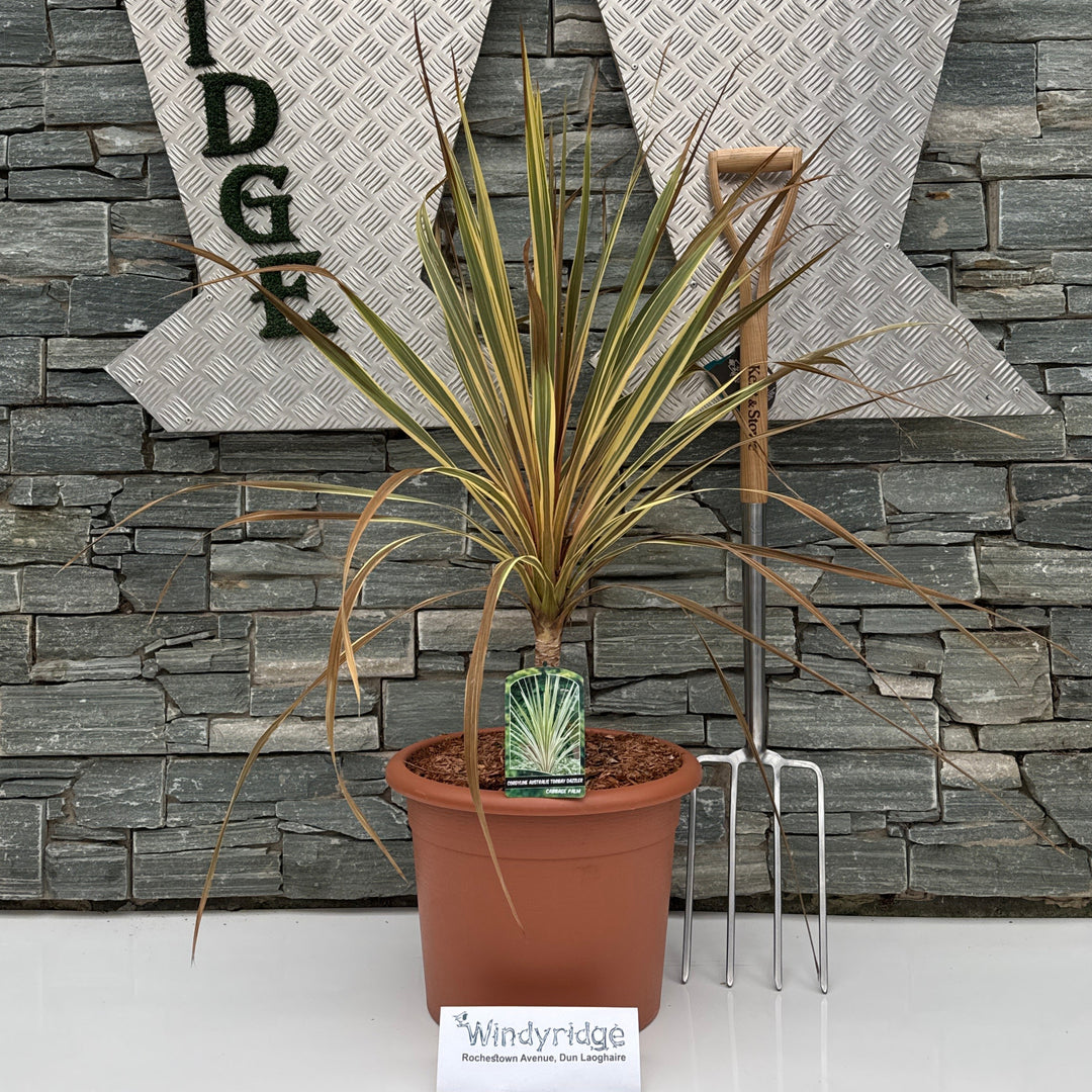 CORDYLINE A. TORBAY DAZZLER