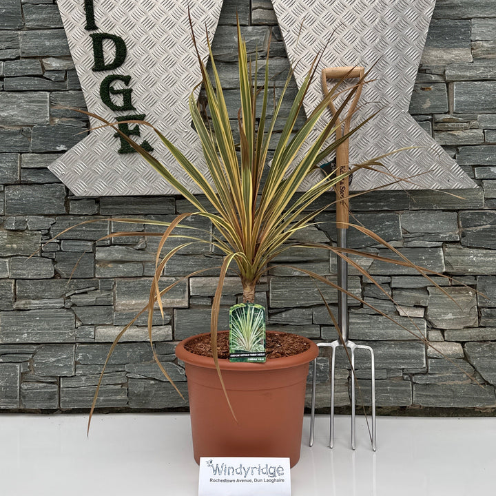 CORDYLINE A. TORBAY DAZZLER