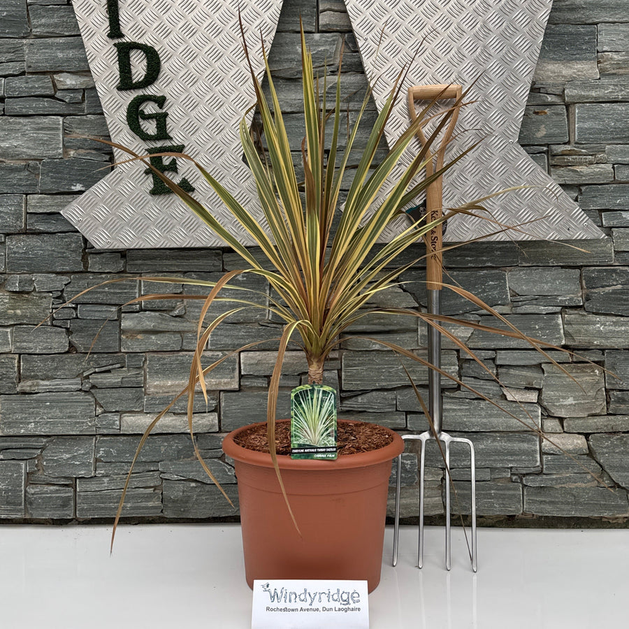 Cordyline A. Torbay Dazzler - Shrubs - Windyridge Garden Centre