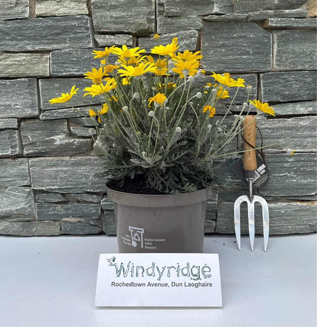 EURYOPS PECHTINATUS