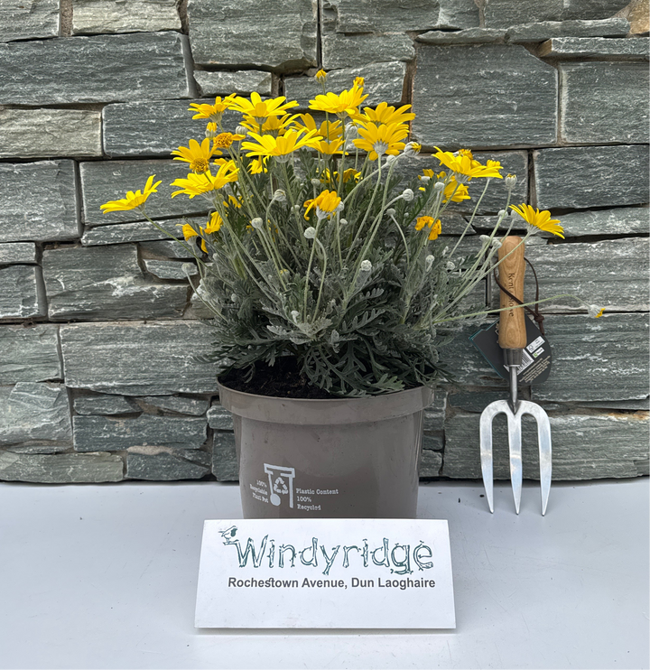 EURYOPS PECHTINATUS