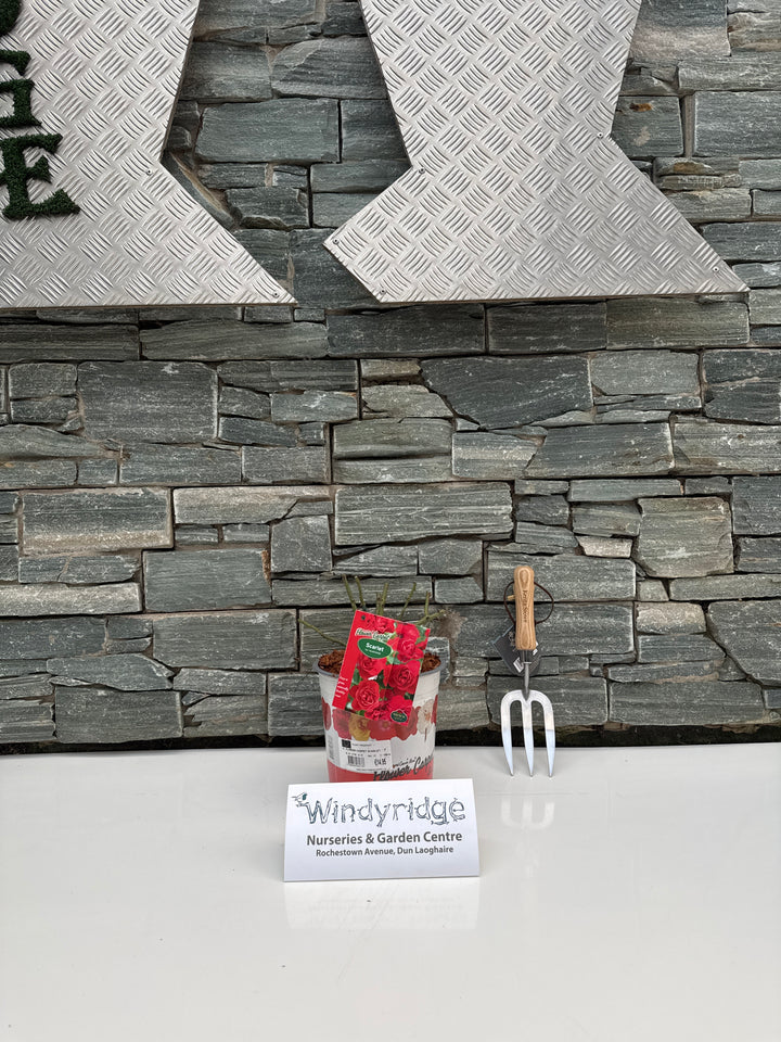 FLOWER CARPET SCARLET