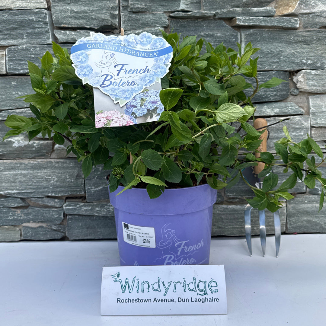 HYDRANGEA FRENCH BOLERO