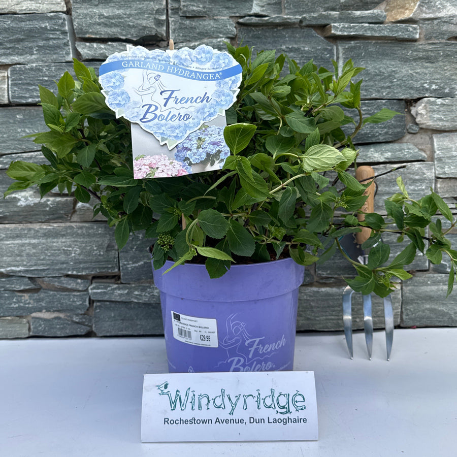 Hydrangea French Bolero - Shrubs - Windyridge Garden Centre