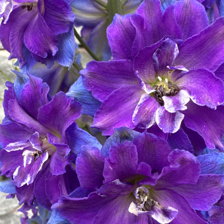 DELPHINIUM delgenius Kingsley