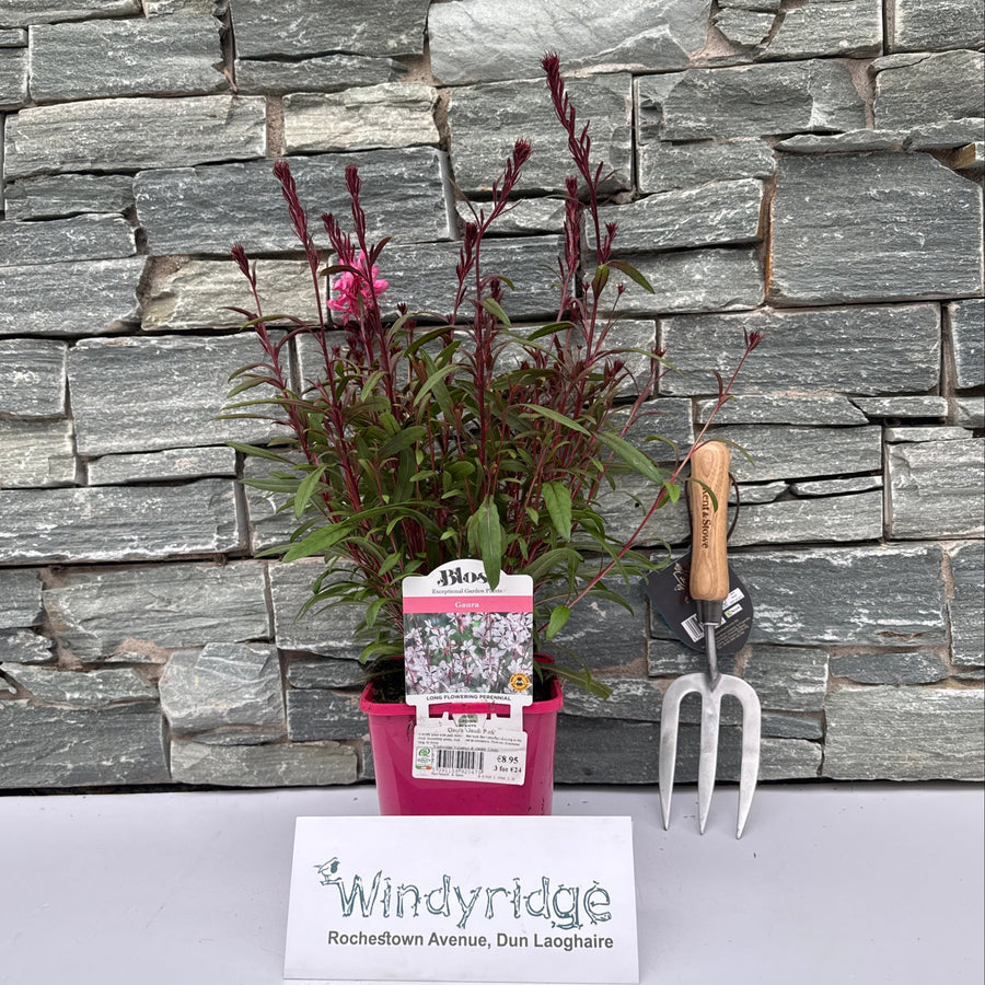 Gaura Gaudi Pink - Herbaceous - Windyridge Garden Centre