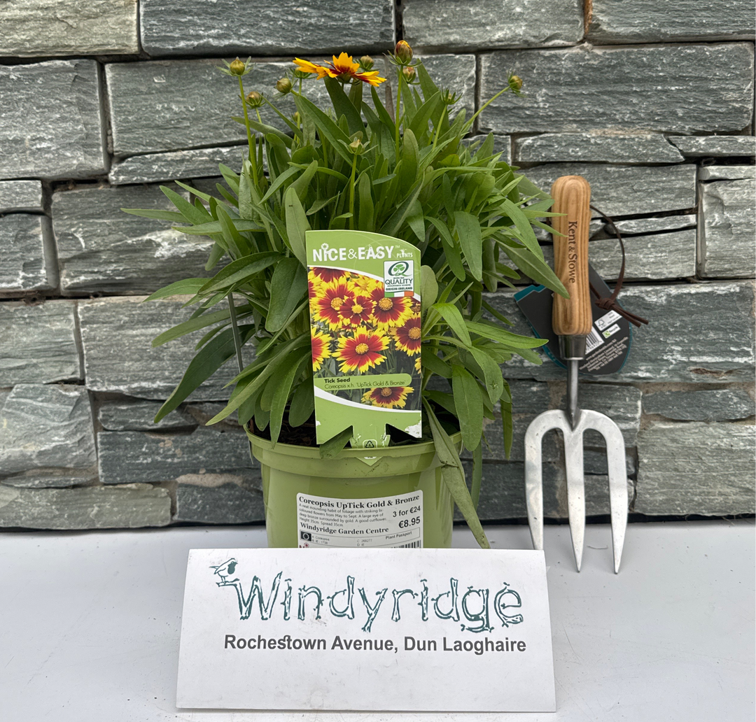 Coreopsis UpTick Gold Bronze
