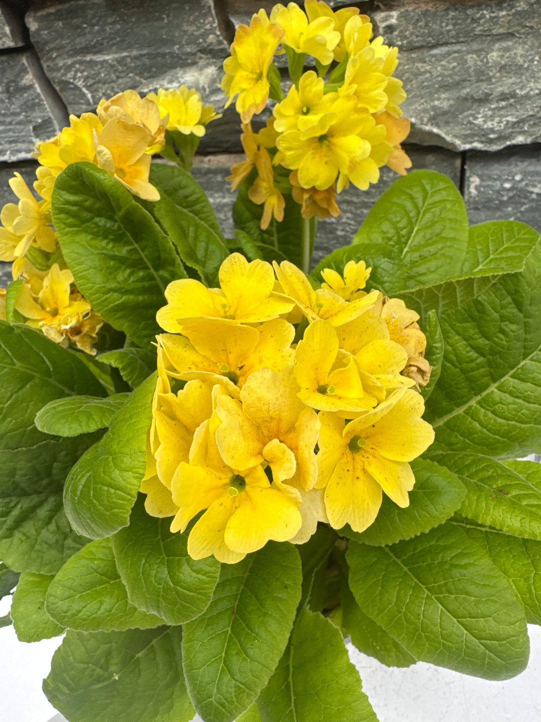 Primula Polyanthus Officinalis Lemon - Herbaceous - Windyridge Garden Centre