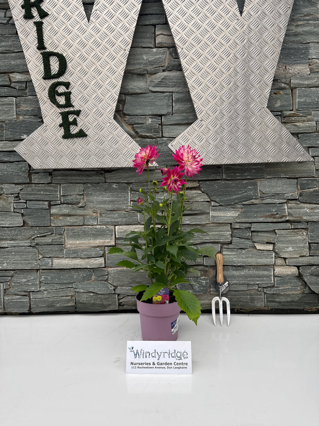 Big Dahlia Maggiore Xtra Large 3ltr