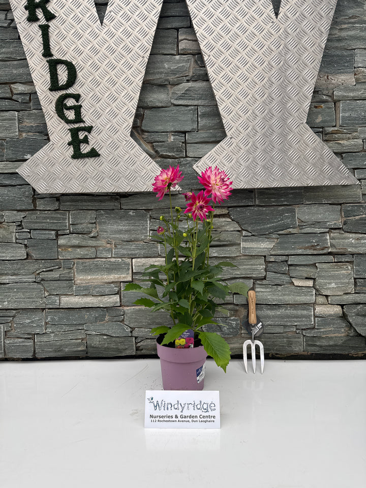 Big Dahlia Maggiore Xtra Large 3ltr