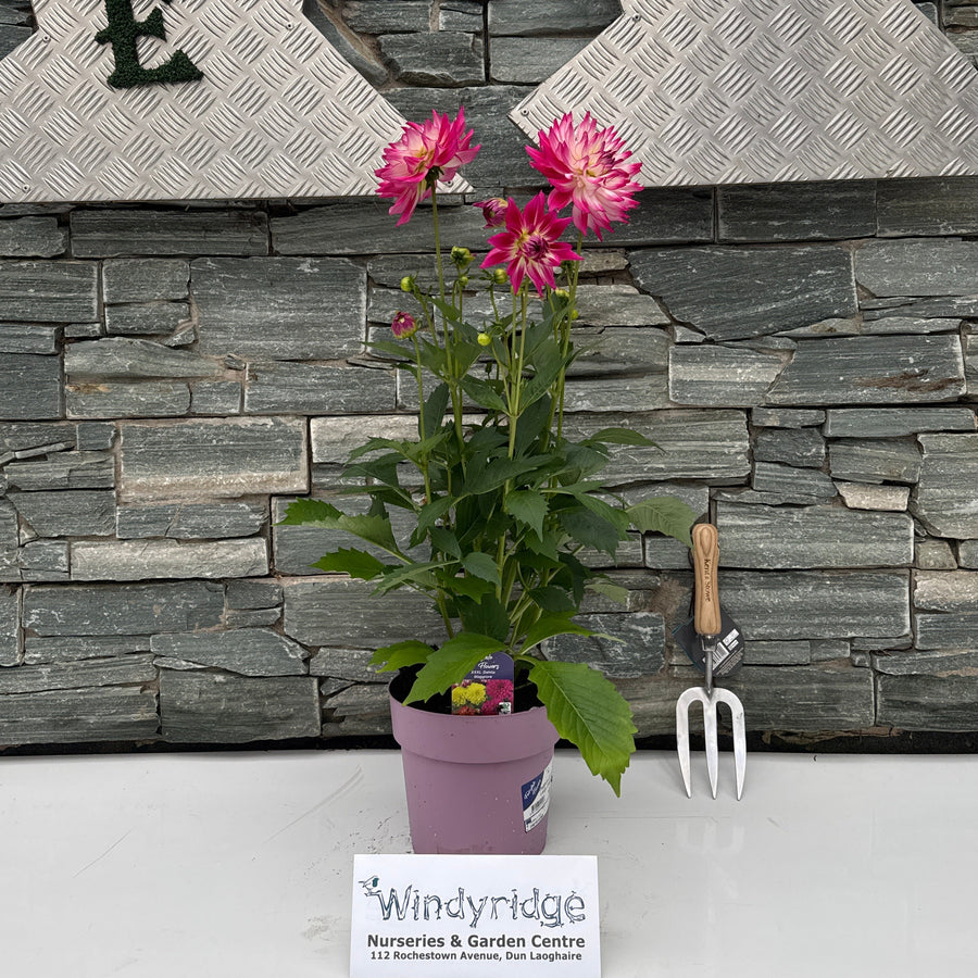 Big Dahlia Maggiore Xtra Large 3ltr - Bedding - Windyridge Garden Centre
