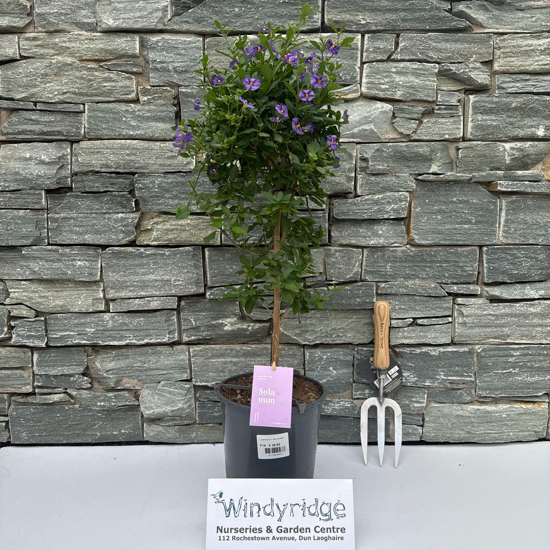 Lycianthes ran. 'Blue Fountain' - Shrubs - Windyridge Garden Centre