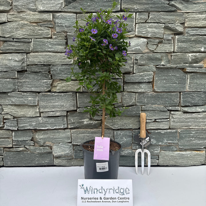 Lycianthes ran. 'Blue Fountain' - Shrubs - Windyridge Garden Centre