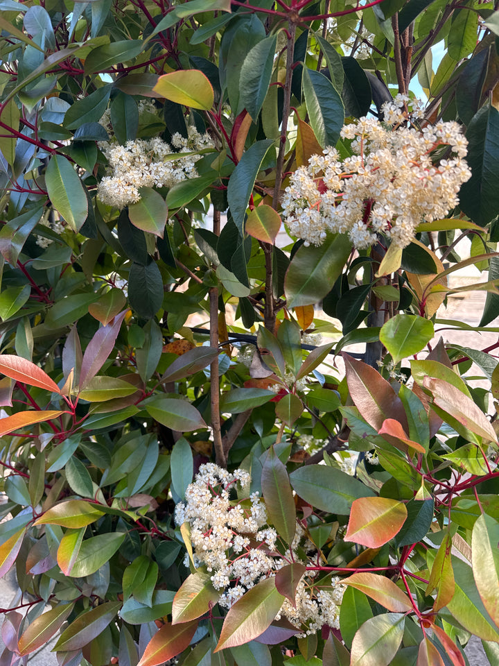 PHOTINIA SERR. CORALLO CLT 30      SPALLIERA IN METALLO H 85 X L 50 CM