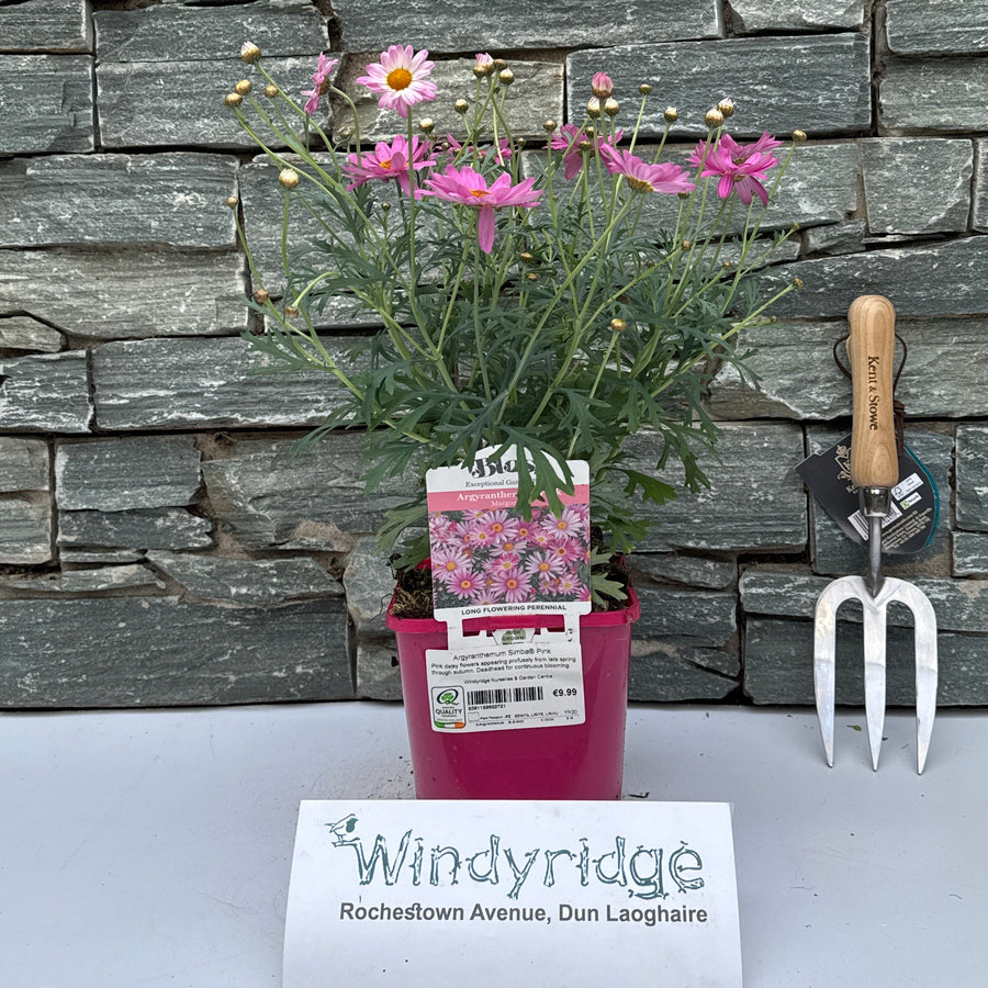 Argyranthemum Simba® Pink - Herbaceous - Windyridge Garden Centre