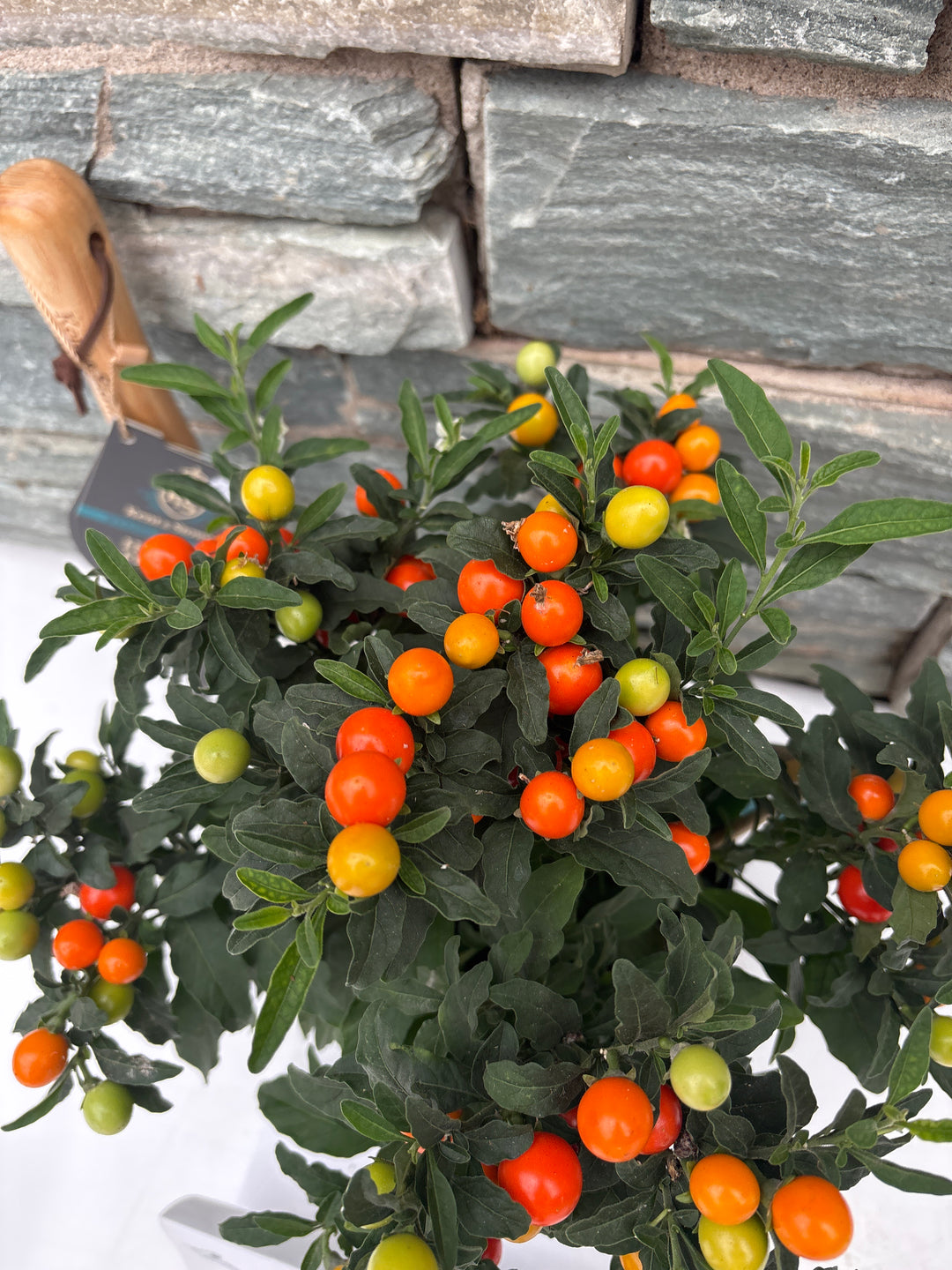 Solanum pseudocapsicum 'Jupiter' P17