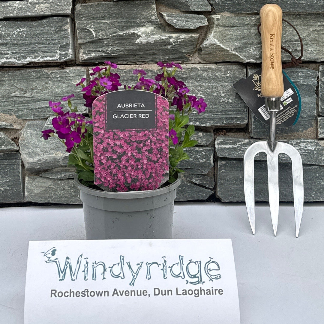 Aubrieta Glacier Red - Herbaceous - Windyridge Garden Centre
