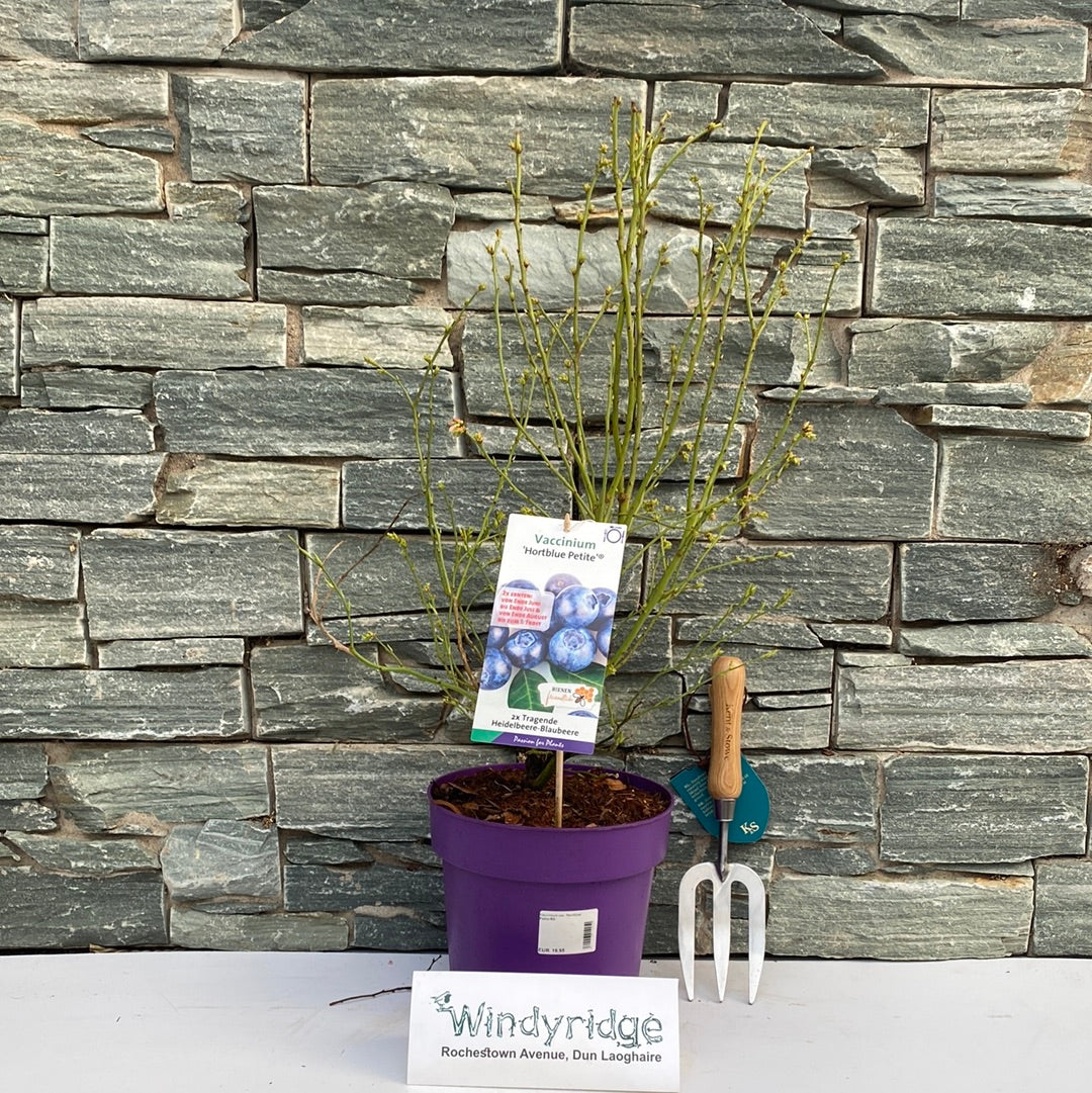 Vaccinium cor. Hortblue Petite®