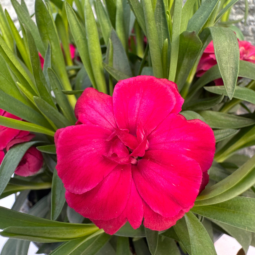 Dianthus car. Oscar Dark Red  P12