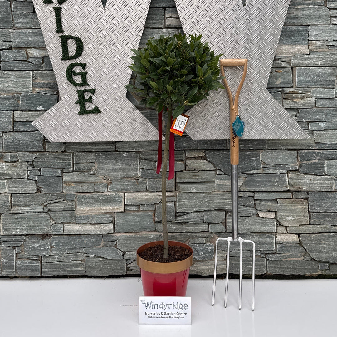 Bay Tree 1/2 Standard 110cm Red Pot