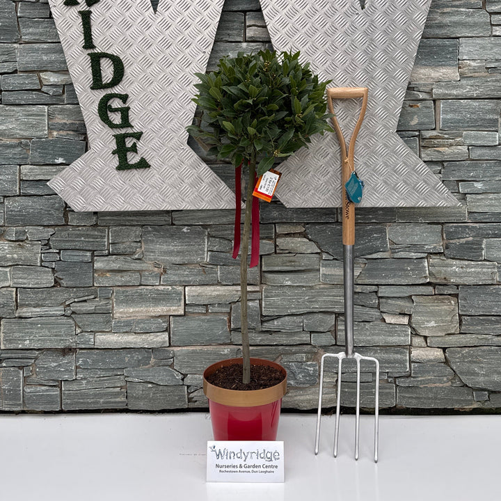 Bay Tree 1/2 Standard 110cm Red Pot