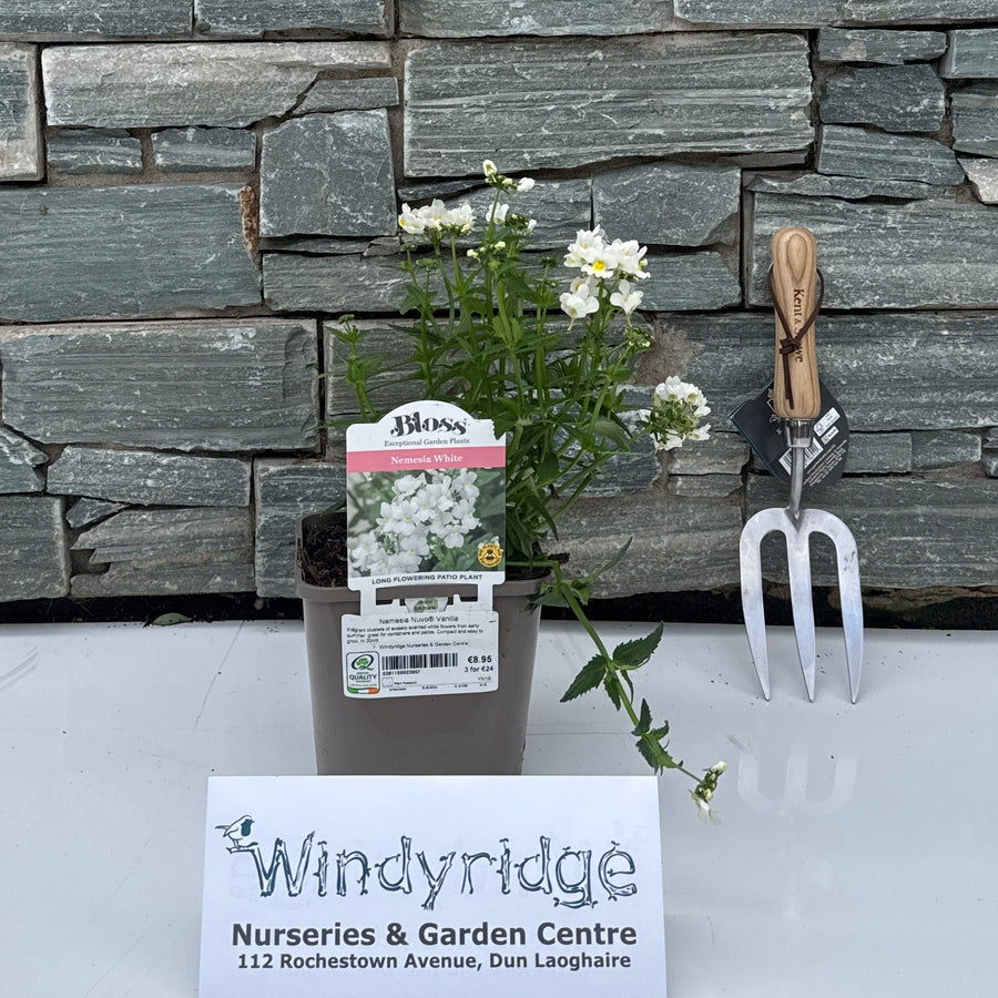 Nemesia Nuvo® Vanilla - Herbaceous - Windyridge Garden Centre