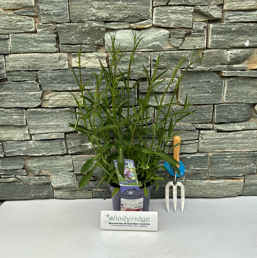 Verbena bonariensis 3L