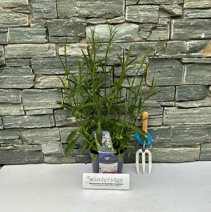 Verbena bonariensis 3L